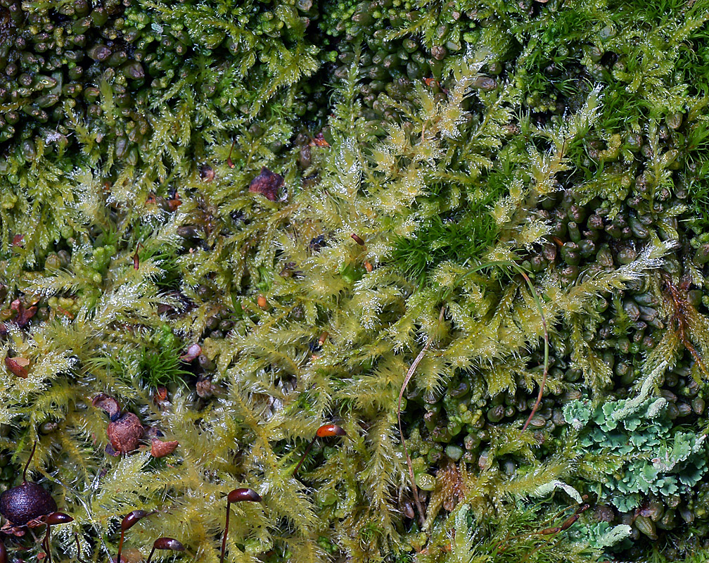 Image of genus Brachythecium specimen.
