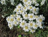 Achillea ptarmica. Соцветия. Ленинградская обл., Ломоносовский р-н, окр. пос. Большая Ижора, побережье Финского залива, дерновина на окраине тростниковых зарослей. 02.07.2016.