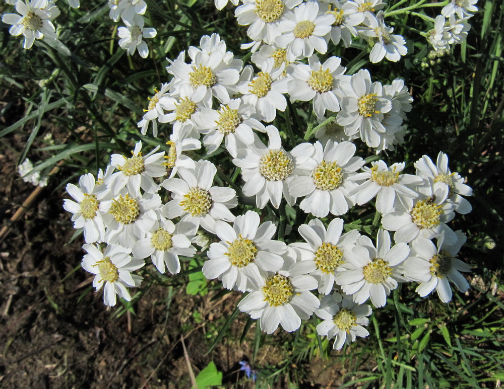 Изображение особи Achillea ptarmica.