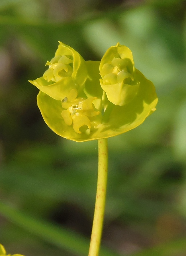 Изображение особи Euphorbia agraria.