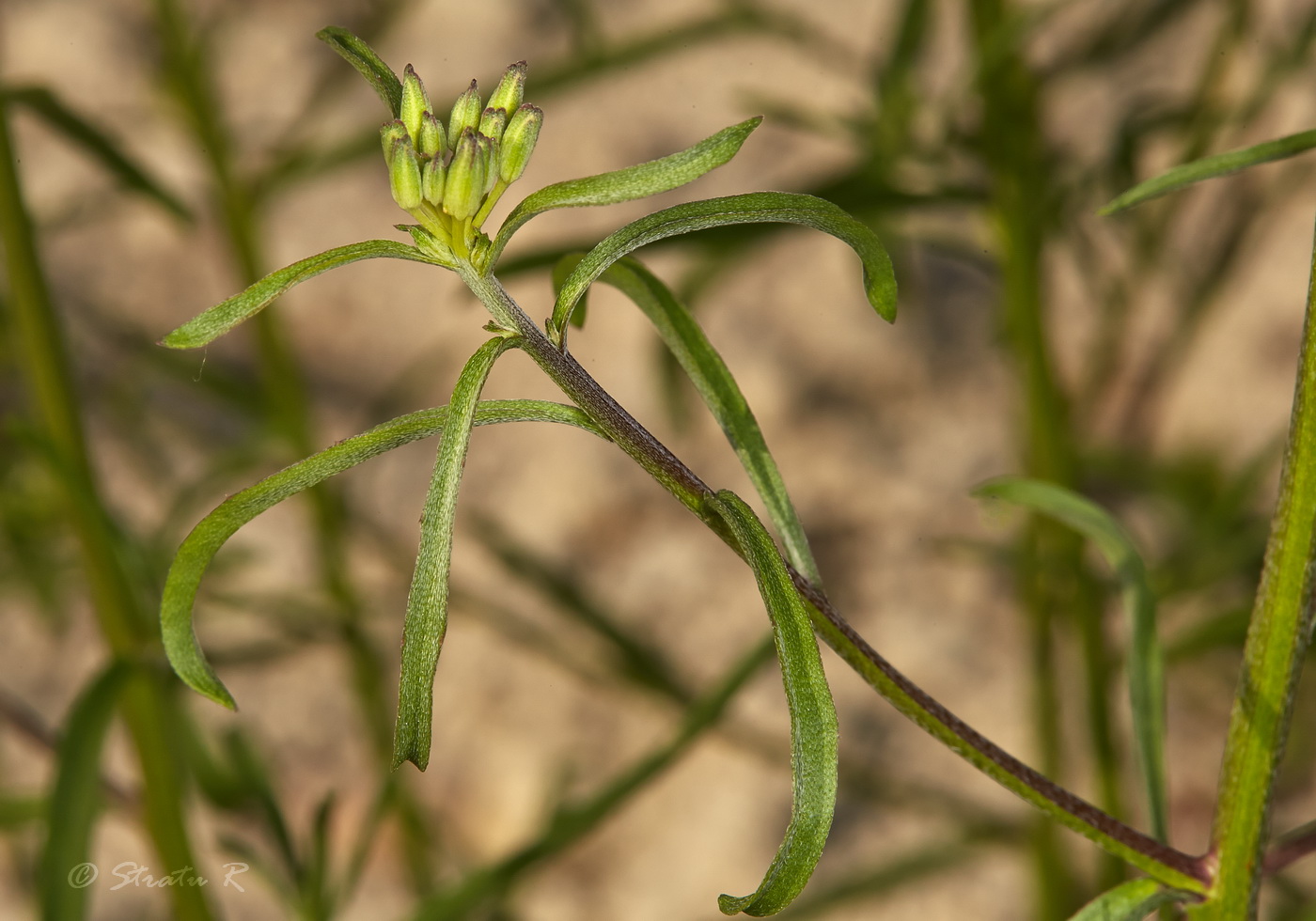 Image of Erysimum canescens specimen.