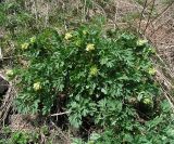 Corydalis nobilis. Растение в начале цветения. Республика Алтай, Шебалинский р-н, окр. с. Черга. 12 мая 2006 г.