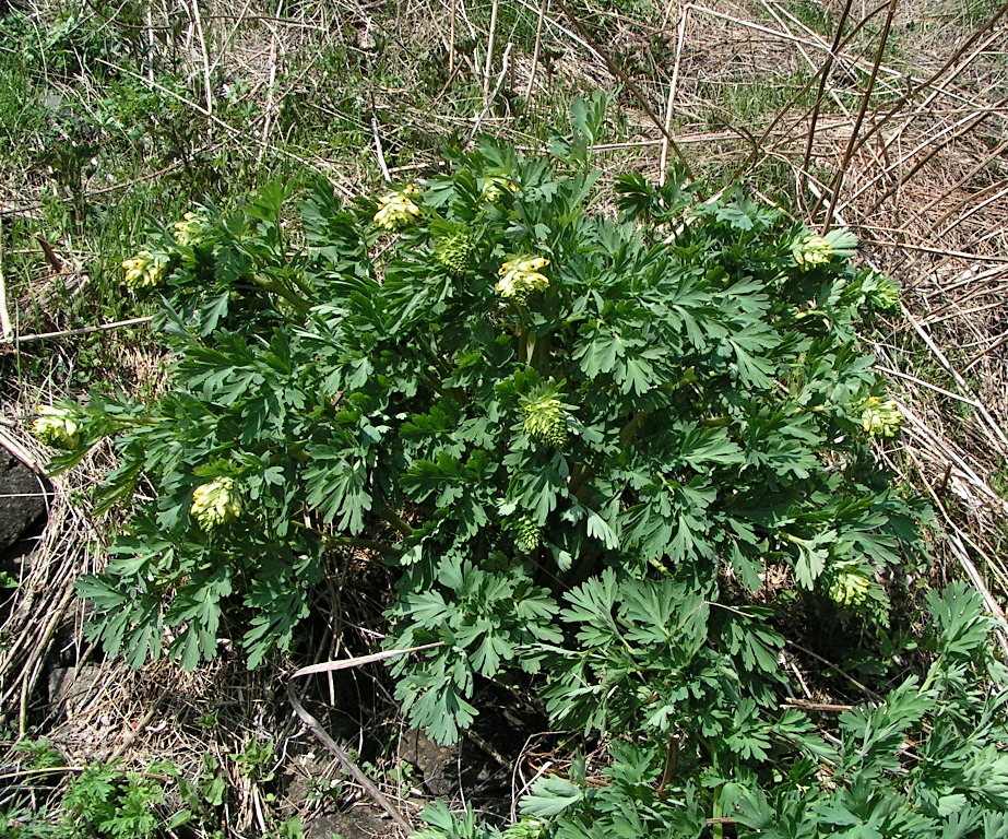 Изображение особи Corydalis nobilis.