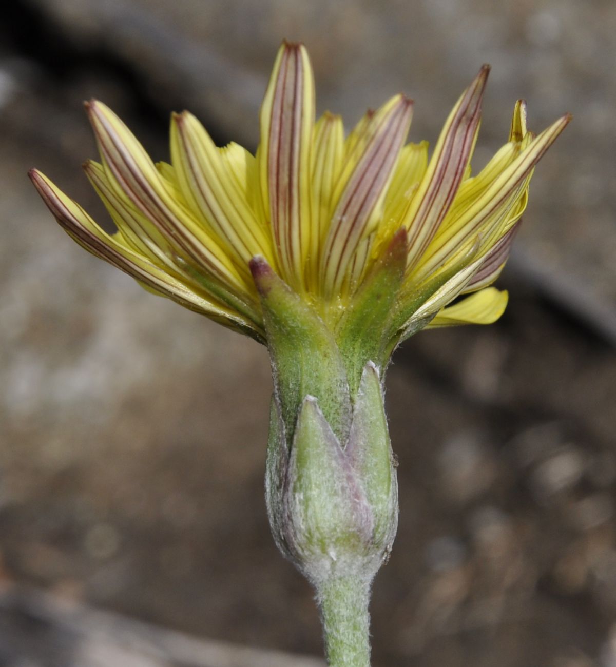 Изображение особи Scorzonera crocifolia.