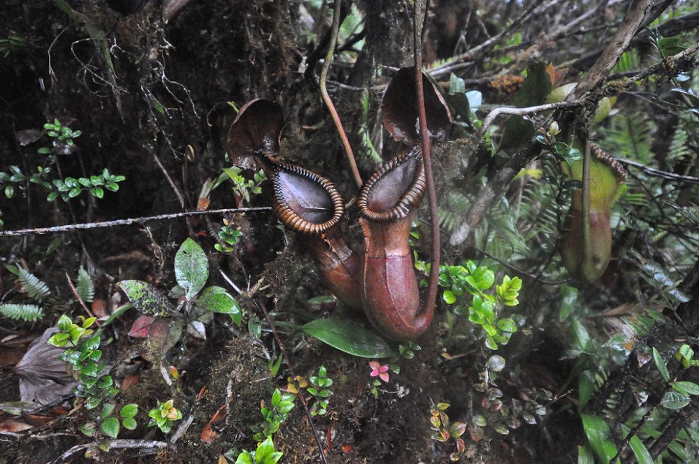 Изображение особи Nepenthes macrophylla.