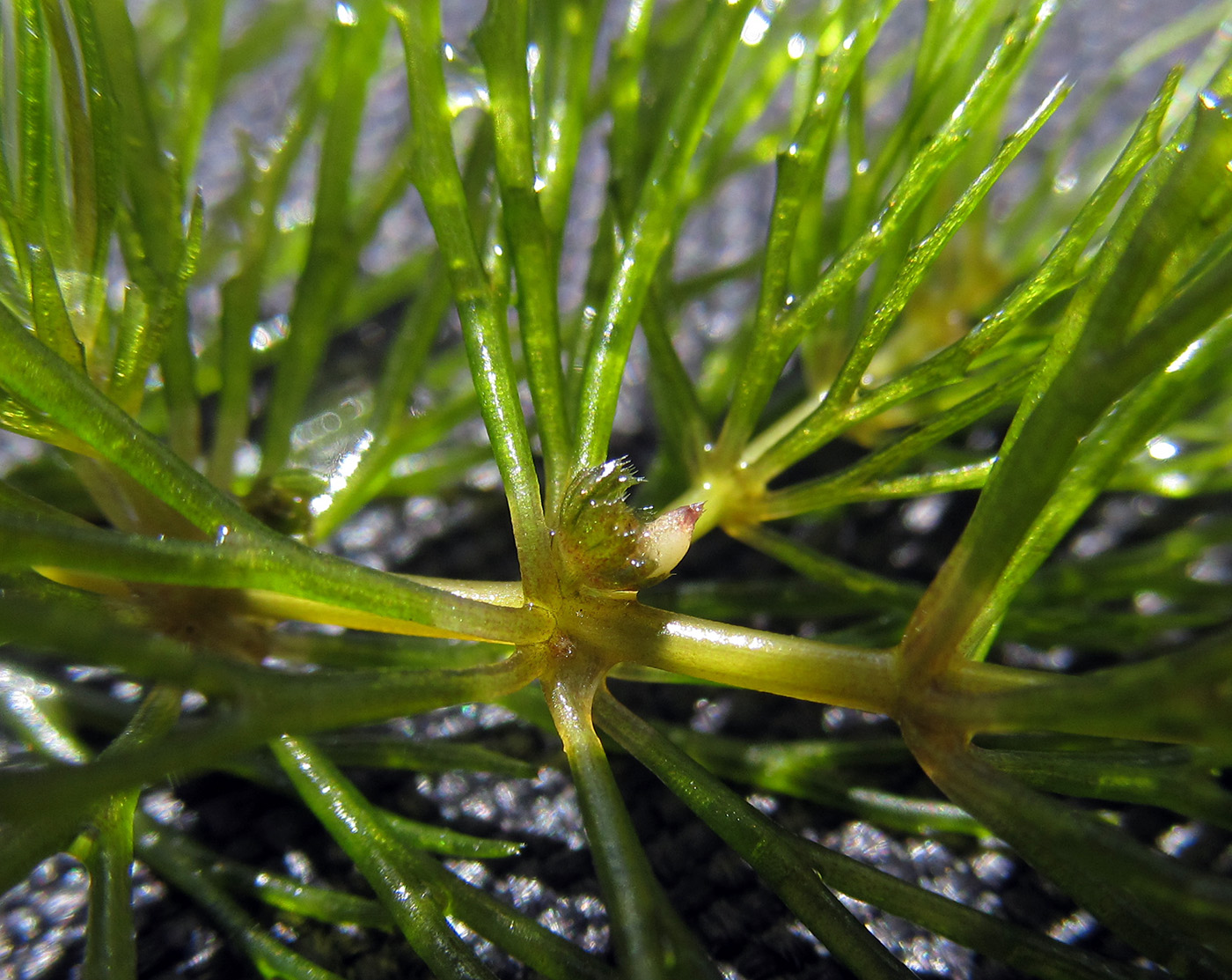 Image of Ceratophyllum demersum specimen.