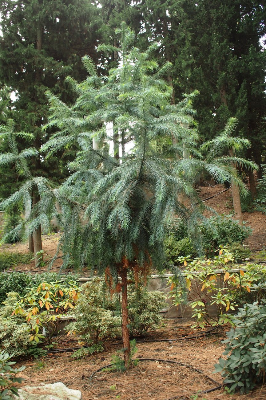 Image of Cunninghamia lanceolata specimen.