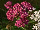 Achillea asiatica. Общее соцветие. Амурская обл., Бурейский р-н, окр. с. Виноградовка, опушка дубового леса. 20.07.2016.