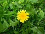 Taraxacum officinale. Соцветие. Франция, Окситания, Каркассон, Старый город, у крепостной стены. 27.07.2014.