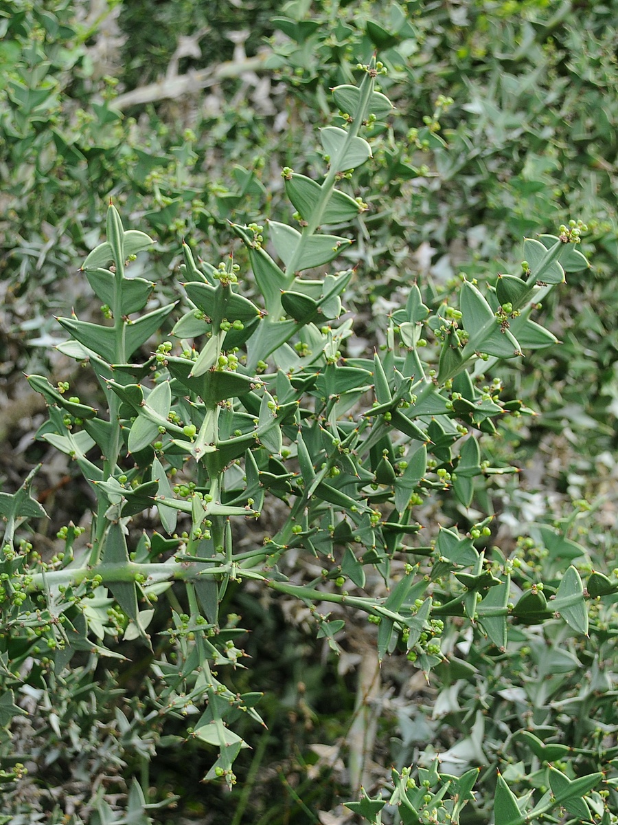 Изображение особи Colletia paradoxa.