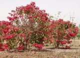 Euphorbia pulcherrima