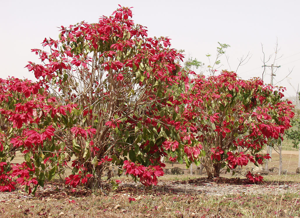 Изображение особи Euphorbia pulcherrima.