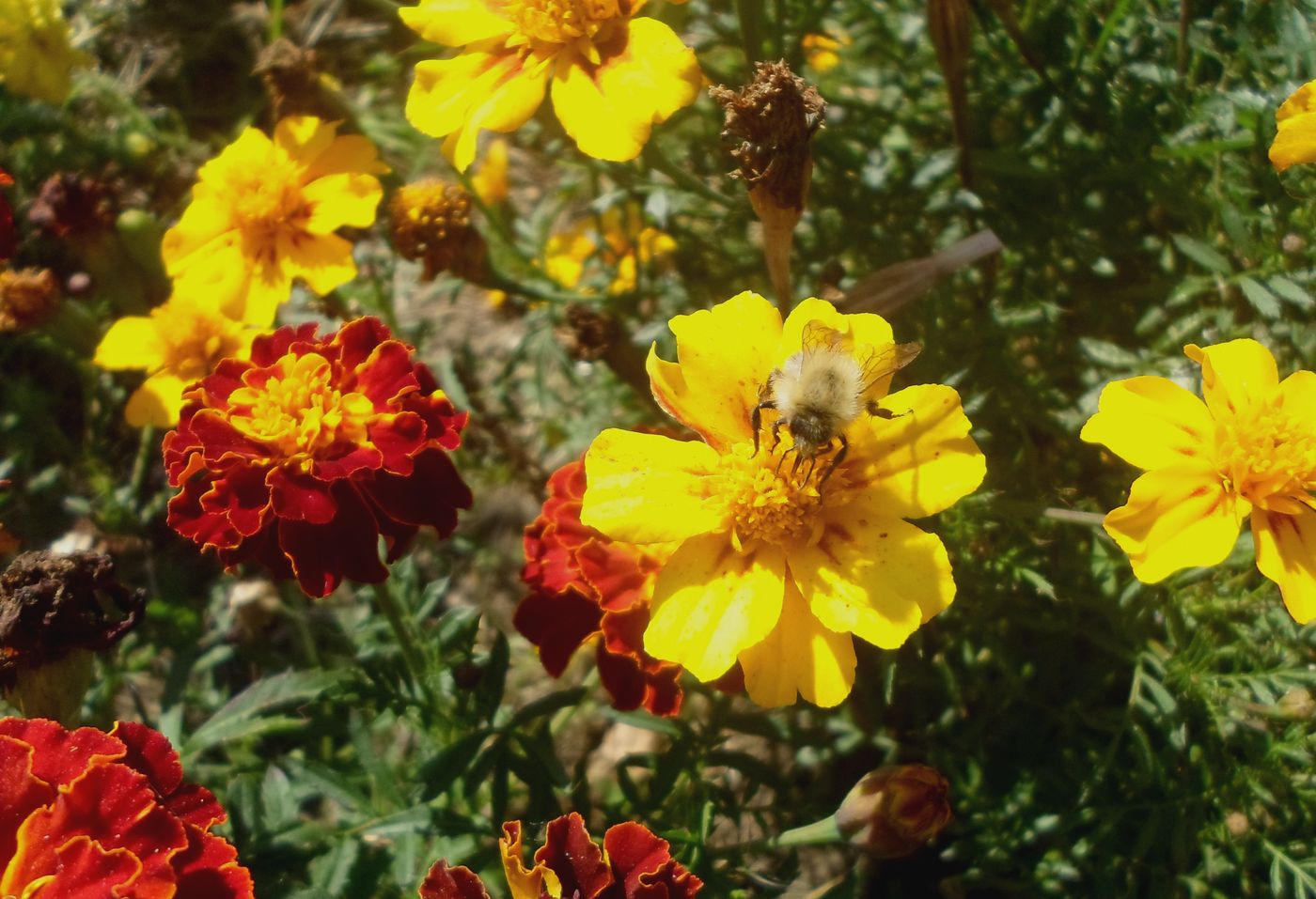 Image of Tagetes patula specimen.