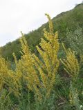 Verbascum lychnitis