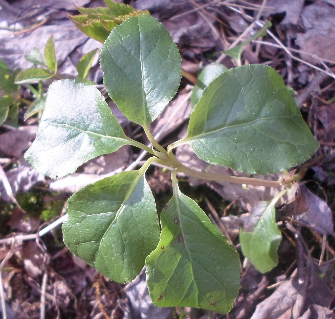 Image of Orthilia secunda specimen.