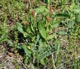 Rumex acetosa. Цветущее растение. Московская обл., Раменский р-н, окр. ж.-д. платформы Хрипань, просека под ЛЭП. 18.05.2017.