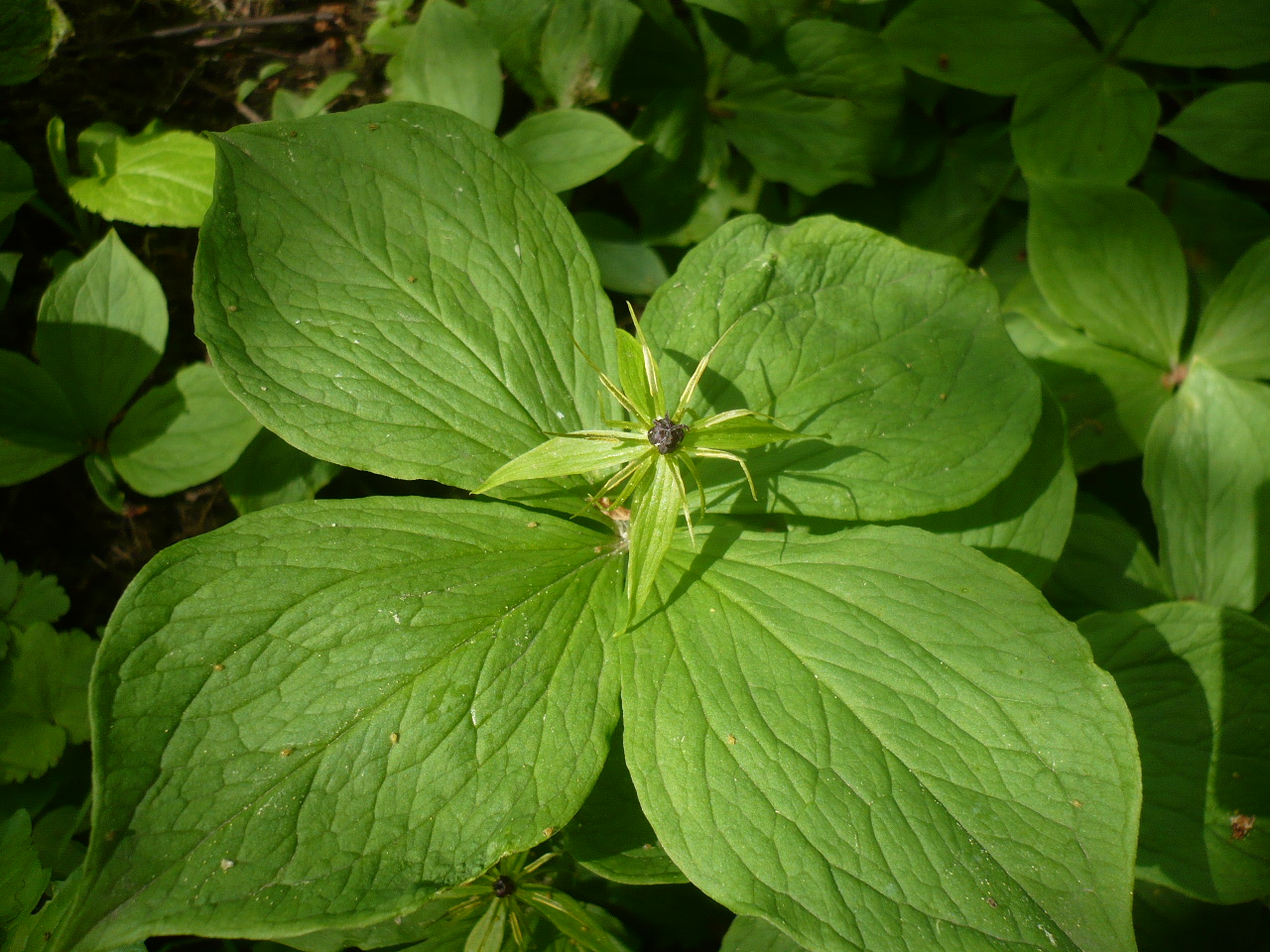 Изображение особи Paris quadrifolia.