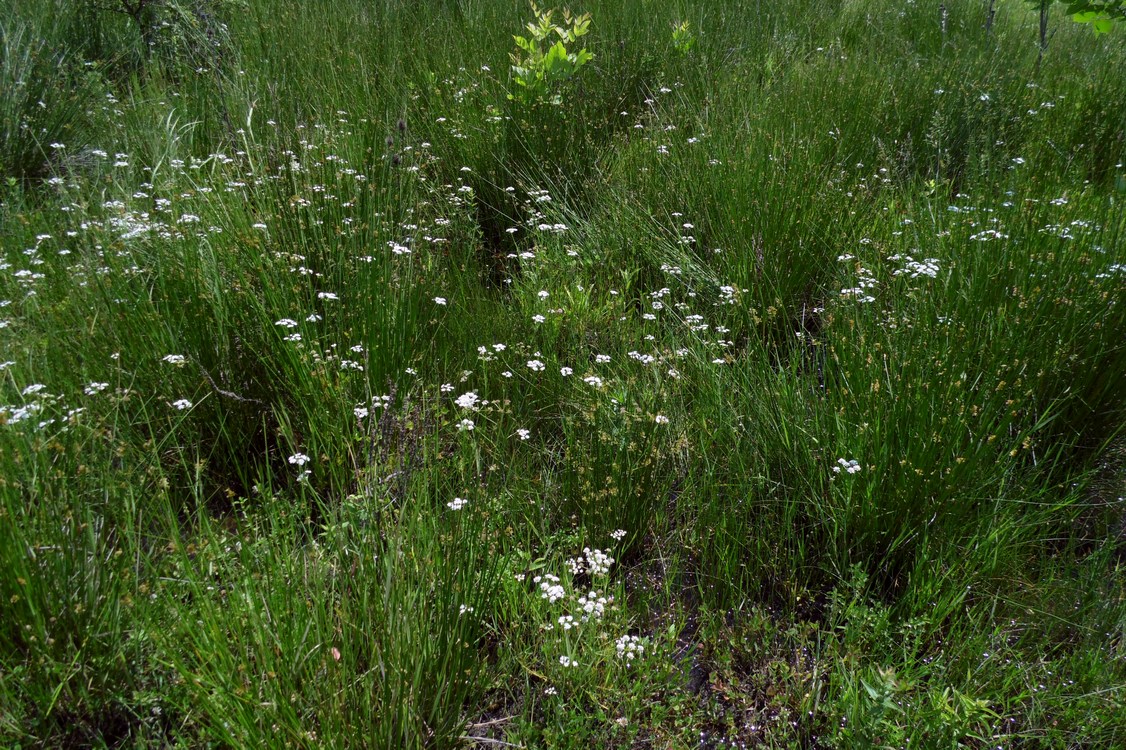 Image of Oenanthe silaifolia specimen.