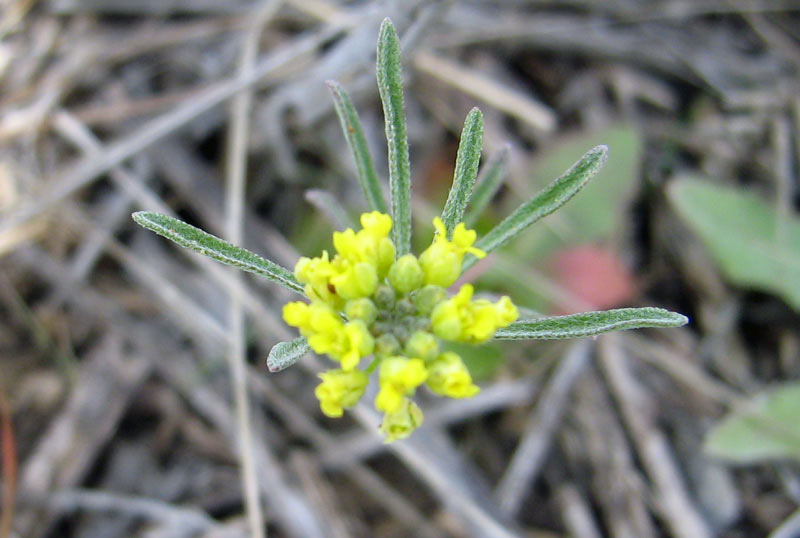 Image of Meniocus linifolius specimen.