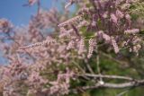 Tamarix ramosissima. Ветвь с соцветиями. Ростовская обл., г. Волгодонск, на лесной дороге. 09.06.2017.