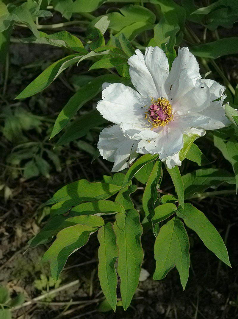 Изображение особи Paeonia ostii.