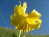 Lilium monadelphum