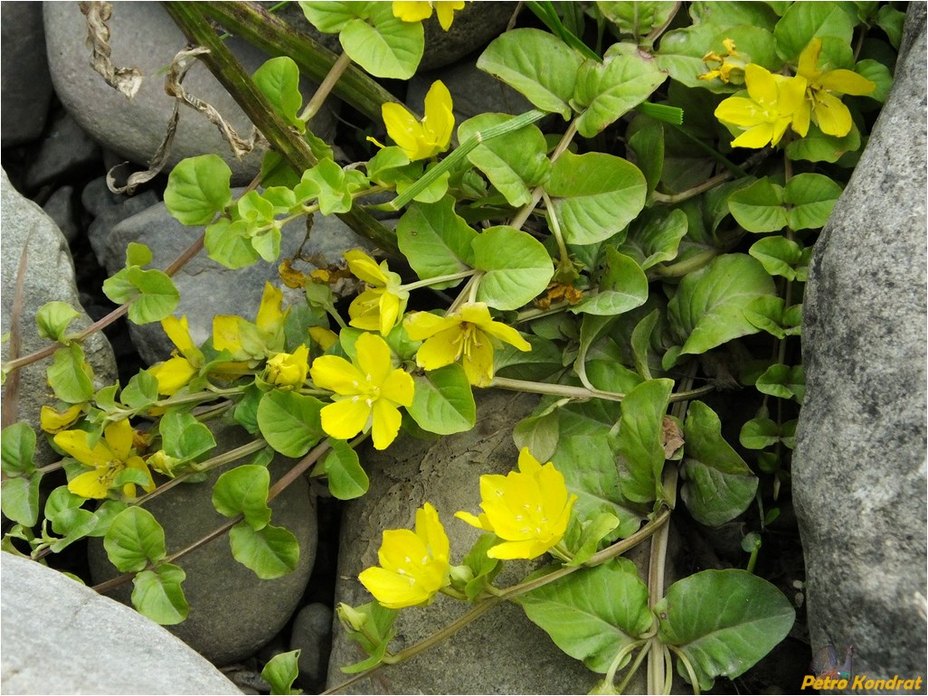 Изображение особи Lysimachia nummularia.