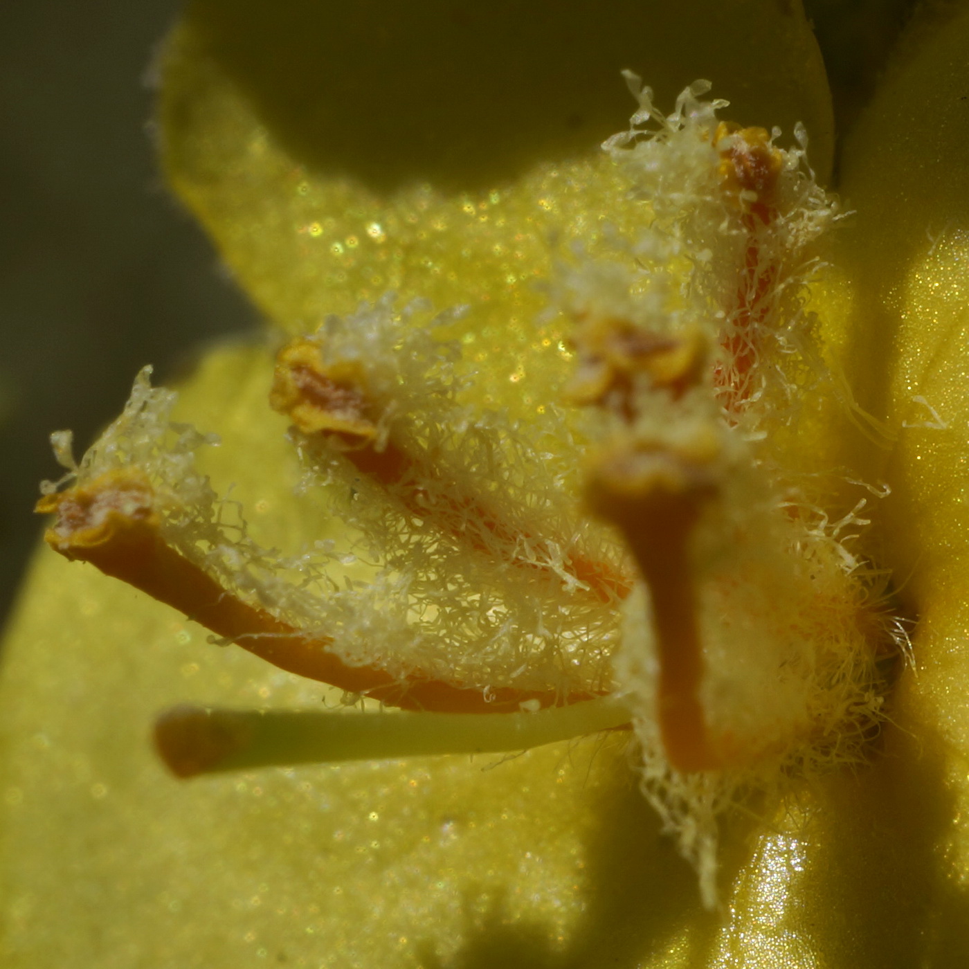 Image of Verbascum banaticum specimen.