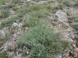 Gypsophila patrinii. Цветущее растение. Республика Хакасия, окр. г. Абакан, гора Самохвал, участок петрофитной степи. 14 июля 2017 г.