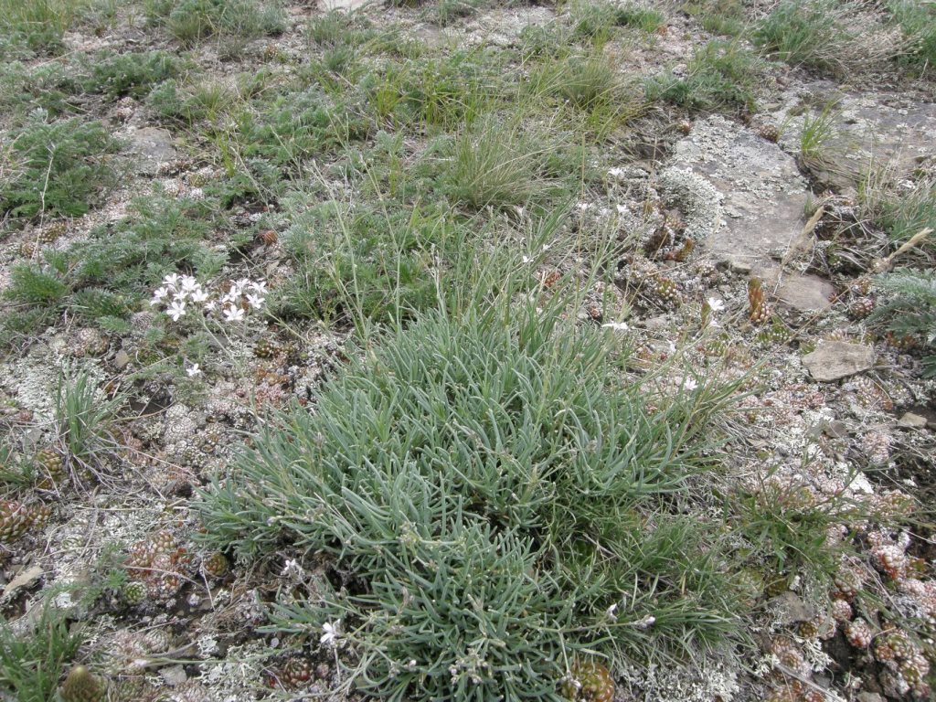 Изображение особи Gypsophila patrinii.