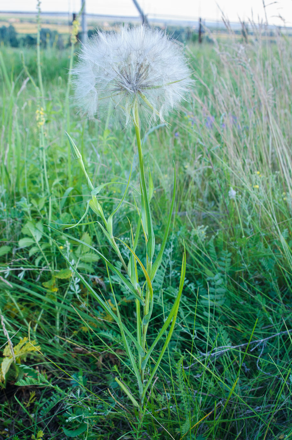 Image of Tragopogon dubius ssp. major specimen.