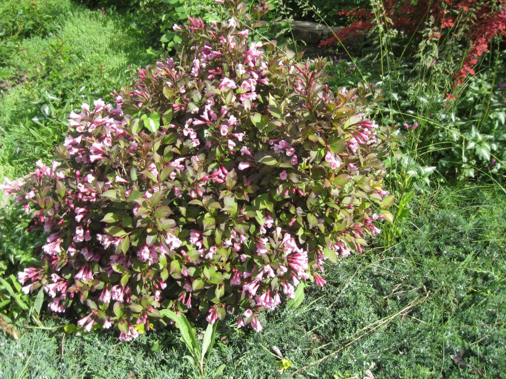 Image of Weigela florida specimen.