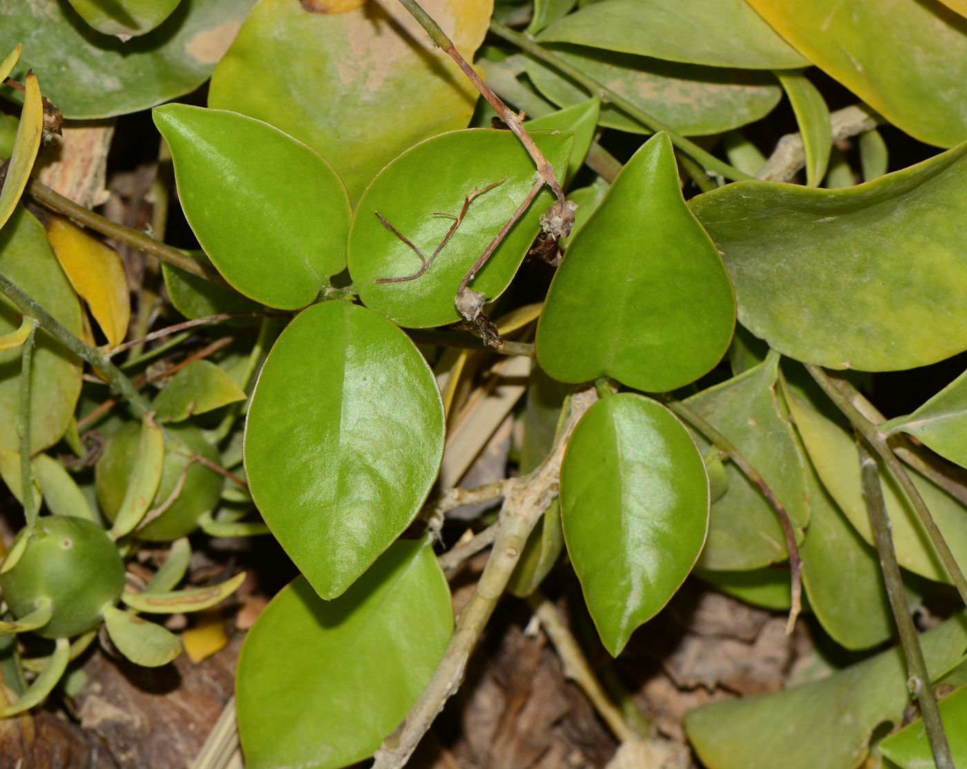 Изображение особи Pereskia aculeata.