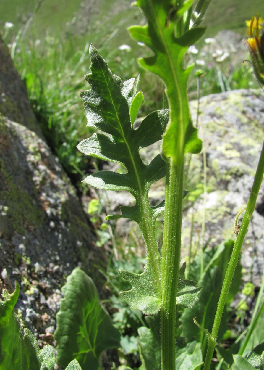 Изображение особи Senecio taraxacifolius.