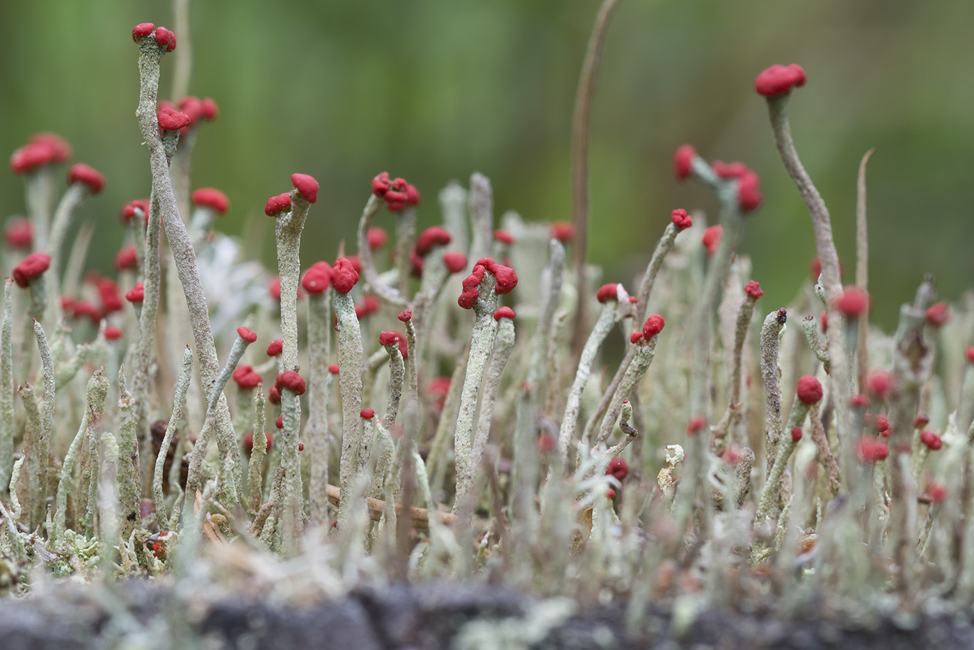 Image of Cladonia macilenta specimen.