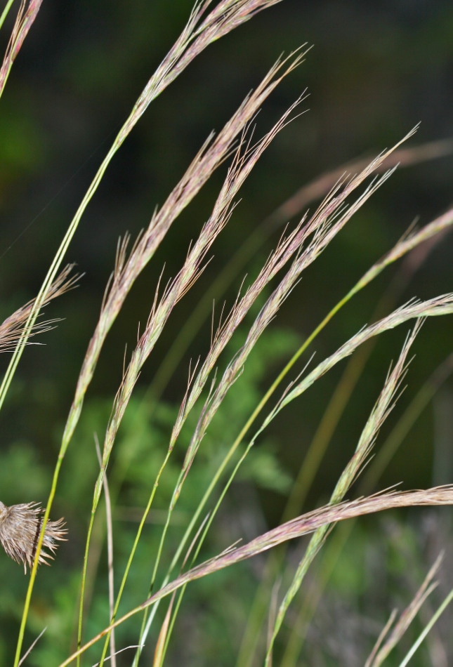 Изображение особи Elymus gmelinii.