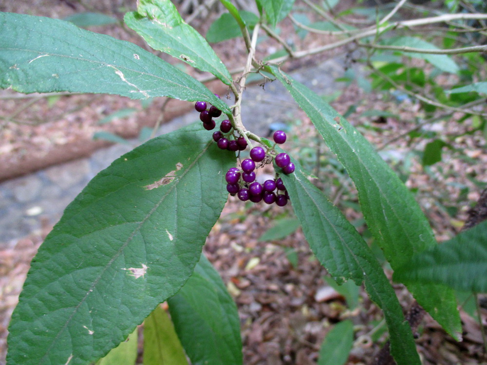 Image of Callicarpa candicans specimen.