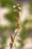 Fallopia dumetorum