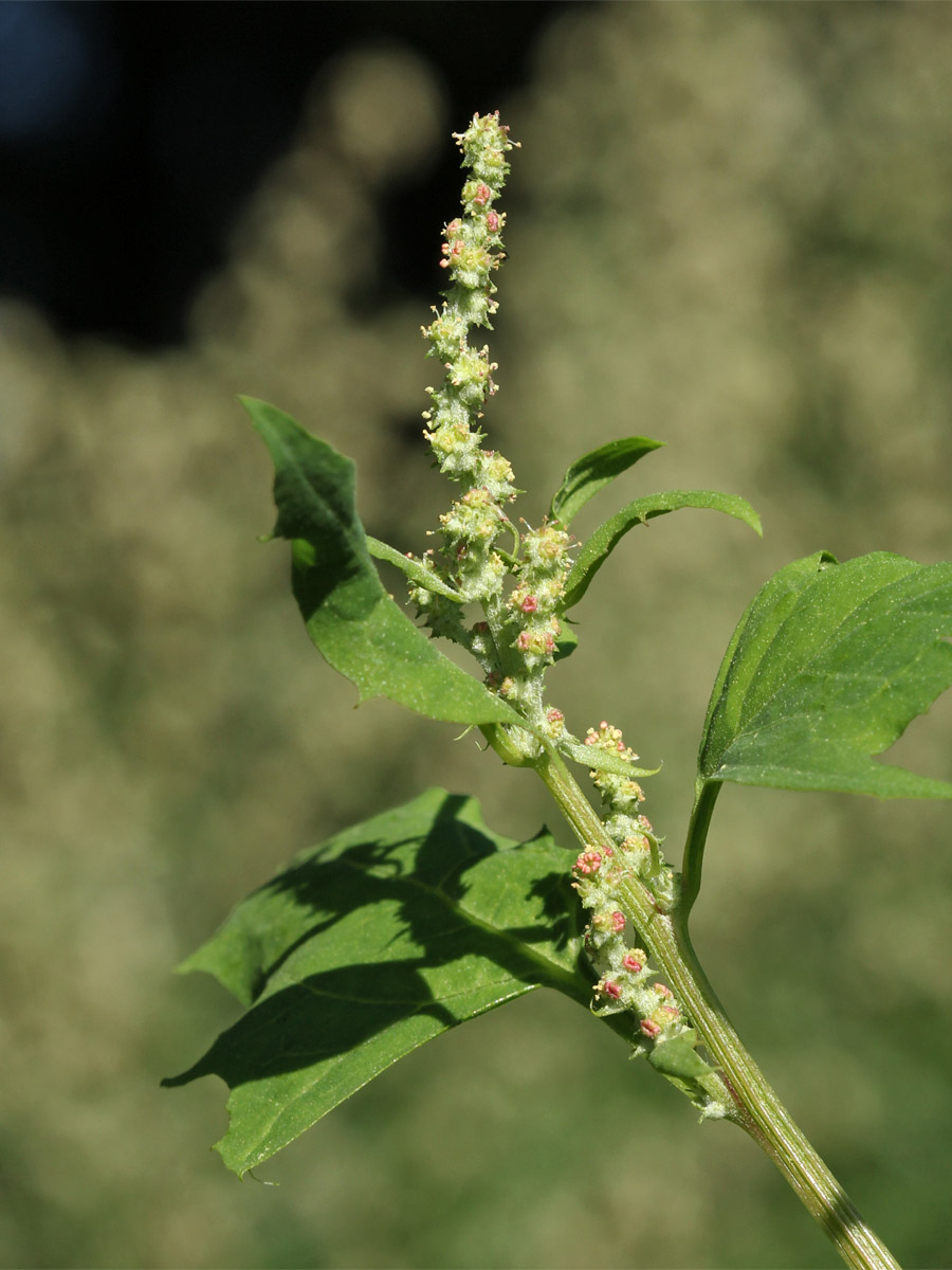 Изображение особи Atriplex calotheca.