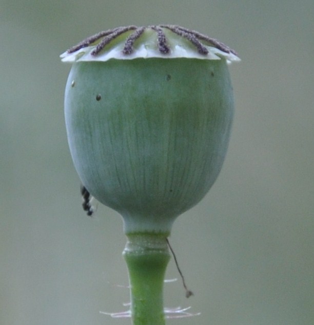 Изображение особи Papaver rhoeas.