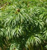 Paeonia anomala. Верхушка бутонизирующего побега. Восточный Казахстан, Глубоковский р-н, окр. с. Тарханка, склон сопки, зарастающий кустарниками. 10.05.2017.
