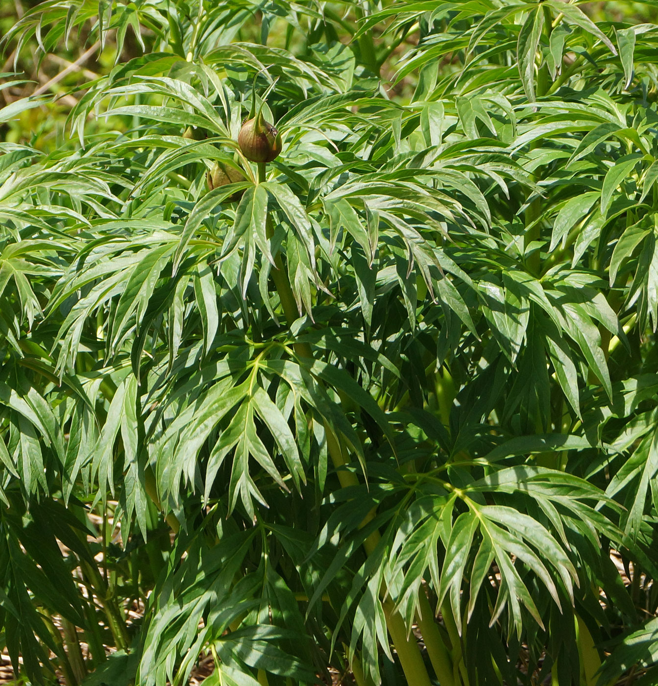 Image of Paeonia anomala specimen.