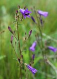 Campanula sibirica