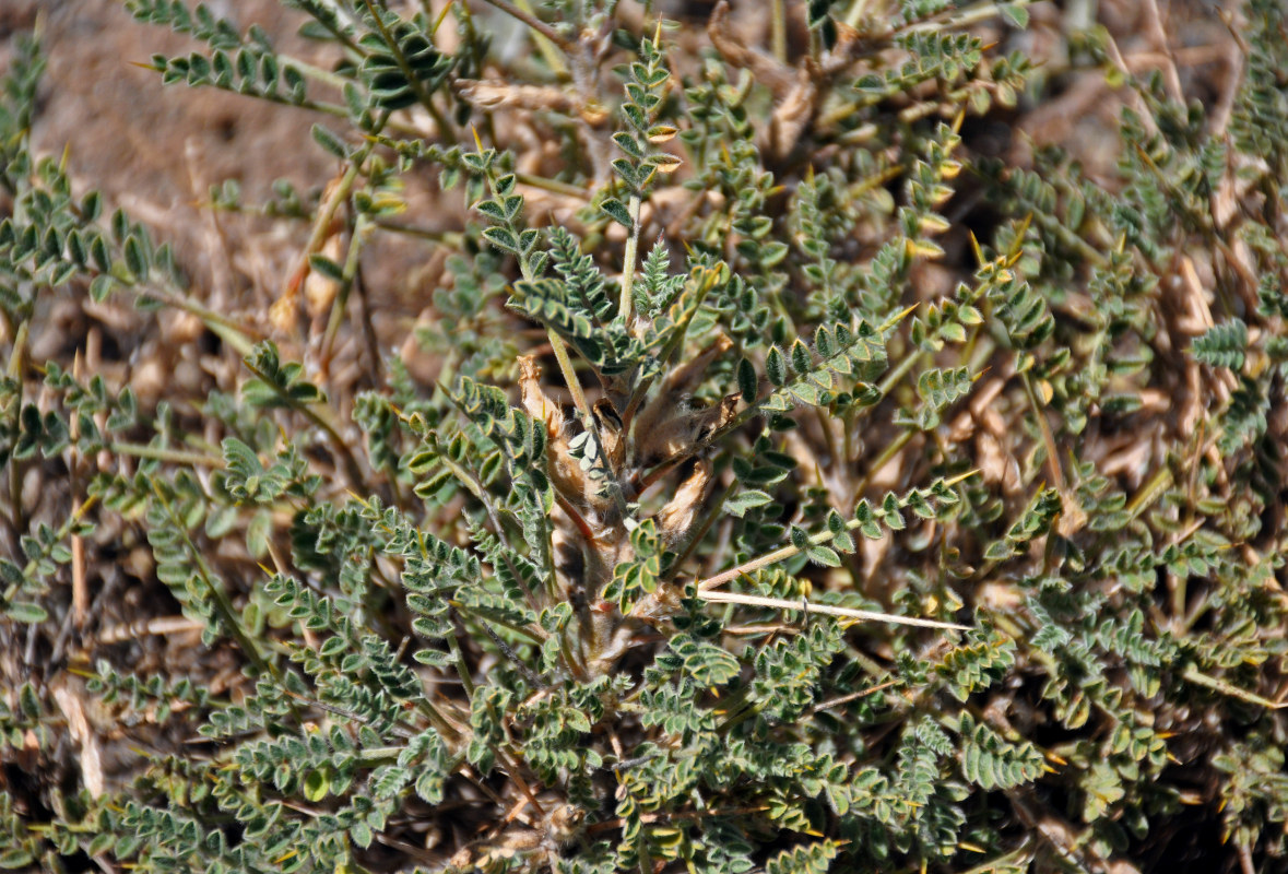 Image of genus Astragalus specimen.