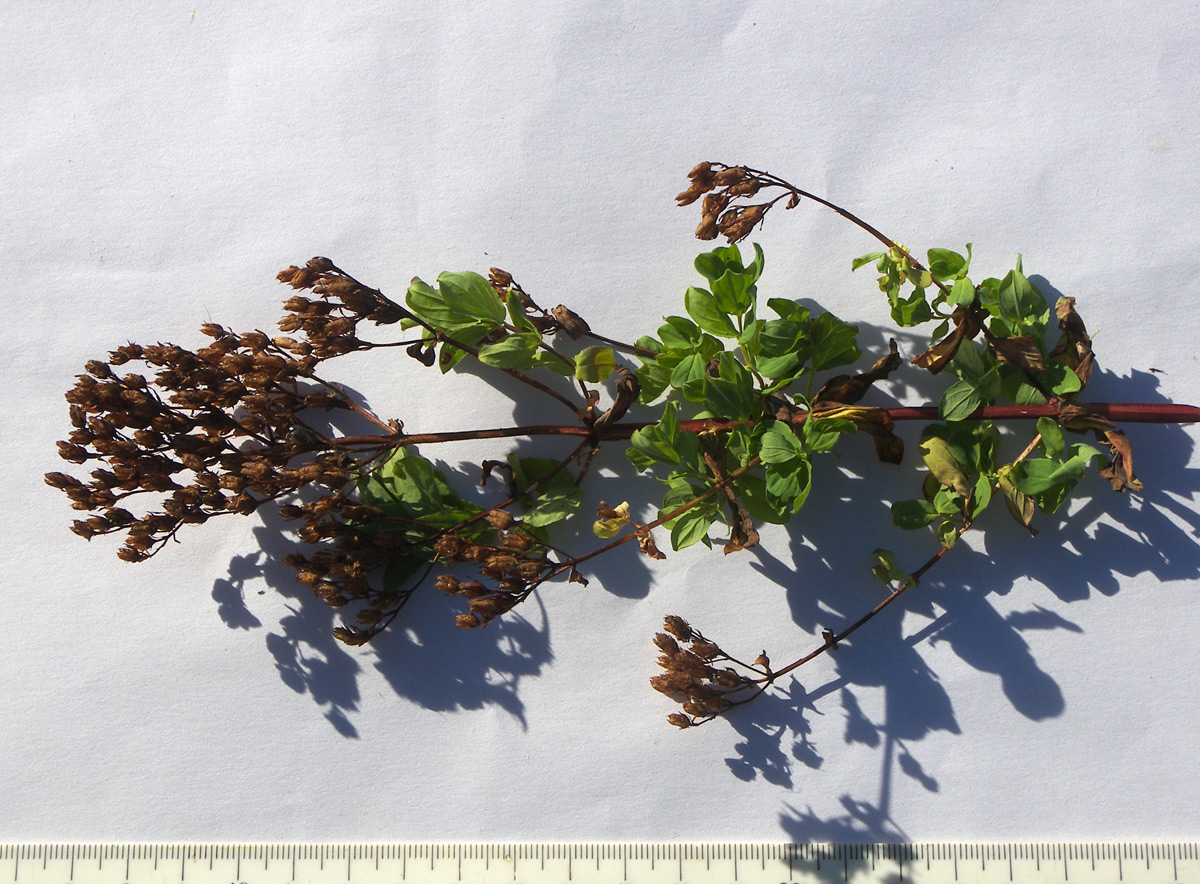 Image of Hypericum tetrapterum specimen.