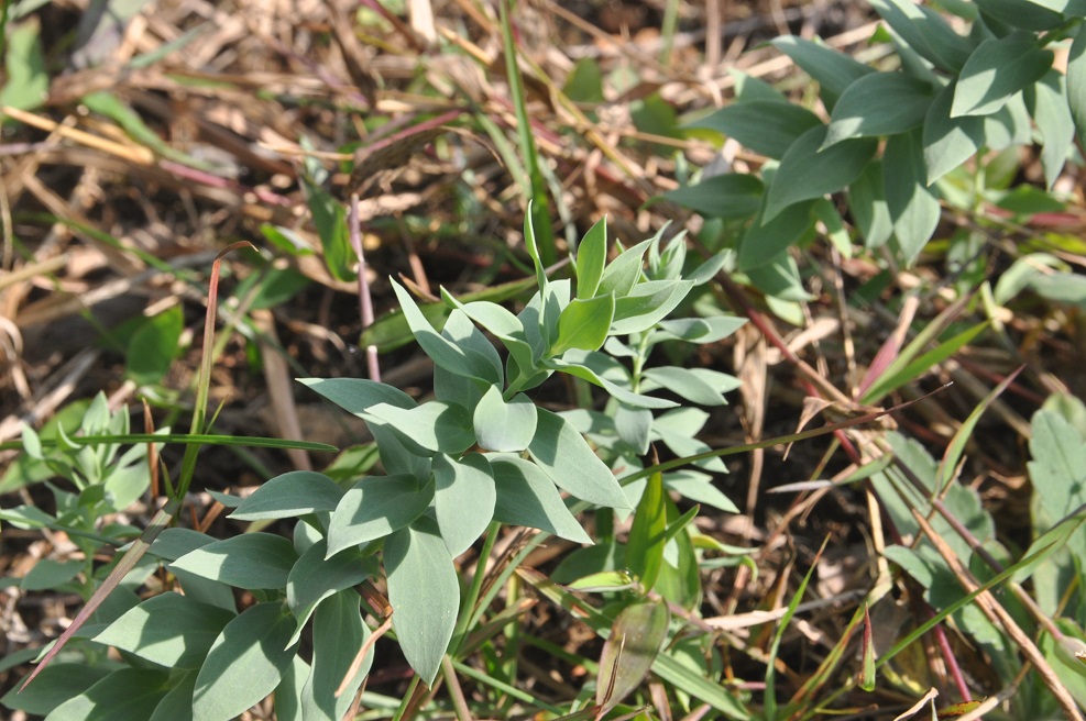 Изображение особи род Linaria.