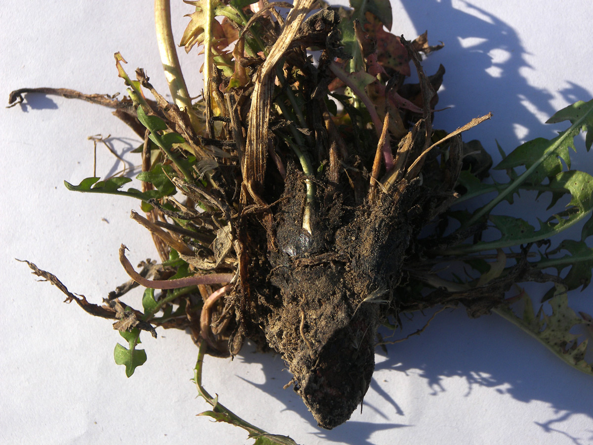 Image of Taraxacum officinale specimen.