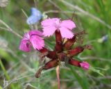 genus Dianthus