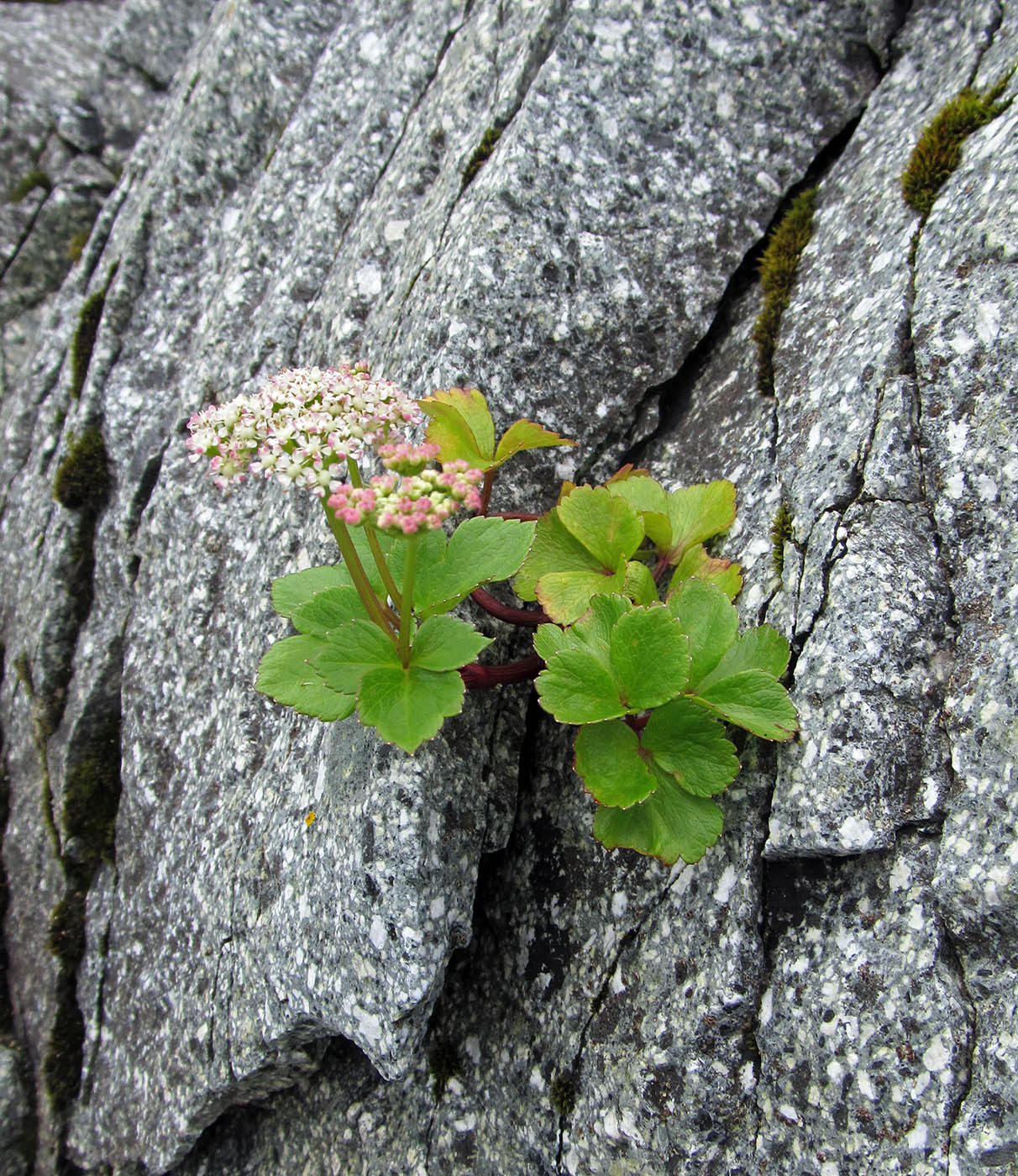 Image of Ligusticum scoticum specimen.