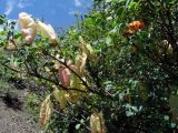 Colutea orientalis
